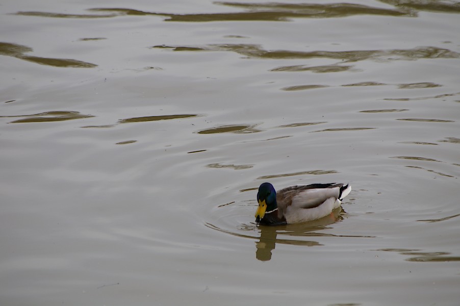 Les Oiseaux: Ecluse d evry 275